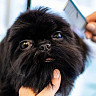 В Саратове за стрижку собак готовы платить 60 тысяч рублей