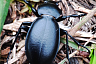 Саратовцу на Кумысной поляне позировала жужелица